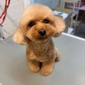 トリミングブログ　シャンプーカット　トイプードル　橋本