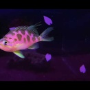 マダラハナダイ