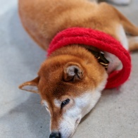 EF-Rマウントアダプター