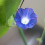 『人生に花を咲かせる』の画像