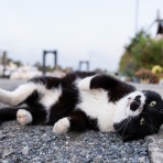 猫写真家・沖 昌之のブログ　野良ねこちゃんねる。　