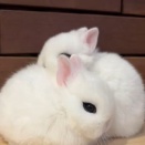 ポンポンふたつ