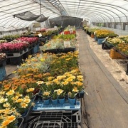 恵庭市のやしき花園さんで買った格安の花の苗