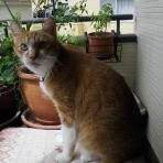 だいじろう日和。