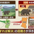 【悲報】愛護団体が言うように「捕獲の熊を山形県の山に放った」→秋田県の民家に出没してし已む無く駆除　両耳に個体識別用のタグから判明