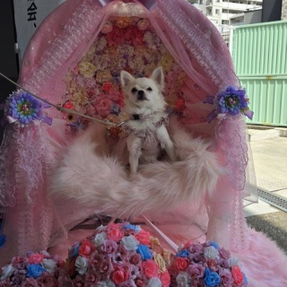 WanWan net🐾ボランティアチーム