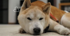 老いてもカメラ嫌い