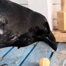 道具を使って木の実を割ろうとする。なかなか割れないなぁ → 賢いカラスはこちらです…