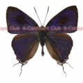 オスルリフタオシジミ♂ (マレー半島) Hypolycaena erylus teatus