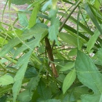 沖縄の自転車店 バイスクルキッズ店主大城のブログ