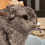 うさぎのおへや＊とんすけの毎日＊