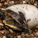 セマルハコガメ三ヶ月検診