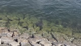 海見てたらエイいたｗｗｗ（※画像あり）