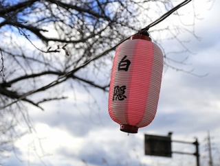 【桜開花情報2026】沼川沿いの白隠さくら。今週末は白隠さくらまつりやるみたい。