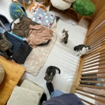 家をさがすのじゃ～～～～