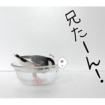 レモンセラの水浴び