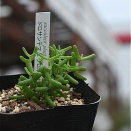 ドロサンテマム　グロボーサム＆入荷植物