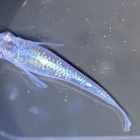 『メダカ・金魚入荷情報‼︎』の画像