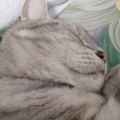 眠り猫
