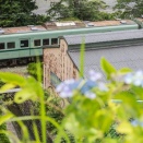 アジサイと南海電車