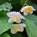 〇〇山麓で花活