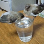 十姉妹ぐらし