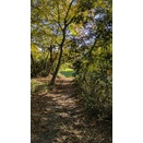 谷津の道草刈り　１１月１５日