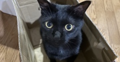 【猫写真】箱におさまりたいアヤちゃん