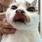 風の動物病院のブログ