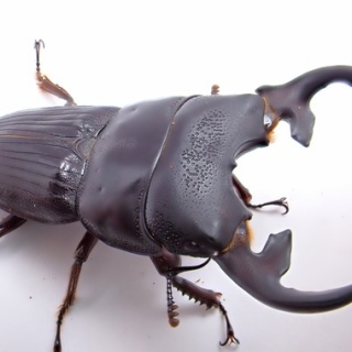 クワガタ備忘録