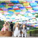 ★2度目ましては、お友達のお友達♪★