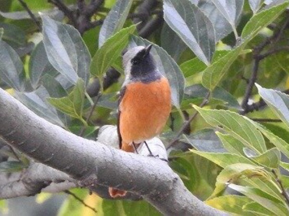 2026年10月30日の野鳥公園
