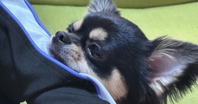 【チワワのにこまる】欲しい…どうしても欲しすぎる…