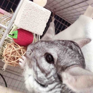 チンチラといっしょ。