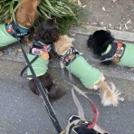 メルロコ一家の横須賀ストーリー