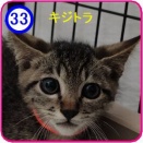 里親募集【 ぽん 】№33