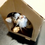 猫とワイン