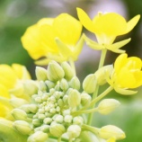 『「光マイクロバブル文明史」考（第6150回記念）（31）陸奥湾ホタテ問題（32）』の画像