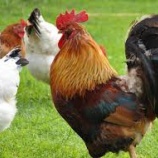 『鳥インフルが猛威を振るってるようです』の画像