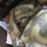 子猫を拾ってから１ヶ月経った！めちゃツンデレで可愛い（画像あり）