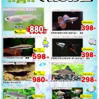 SONOアクアプランツファーム水草･海藻情報局