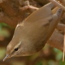 長居公園ご案内 ２月２８日(土)のイベント・梅・都構想・大阪のコロナ・野鳥