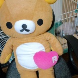 『リラックマ🐻とリラックスうさぎ🐰』の画像