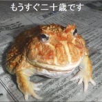 爬虫類や蟲たちの生態