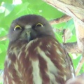 2026天然記念物大銀杏でアオバズクを撮る5🦉📸（足利市鑁阿寺）
