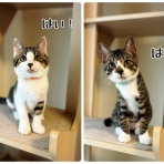 猫とお酒と日々のこと