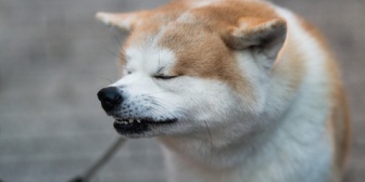 食堂で昼食を食べた後、車から犬を出して小をさせたら店員さんに烈火のごとく怒られた…私が非常識なの!?