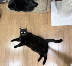 リラックス中の猫たち