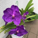 バンダの花は長持ち