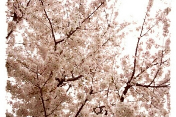 Fairy Tale 13年03月